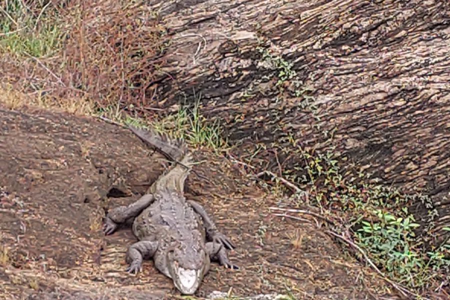 Gal Oya National Park Safari